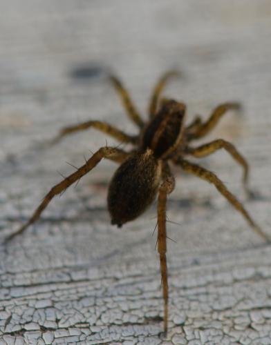 Pardosa sp.